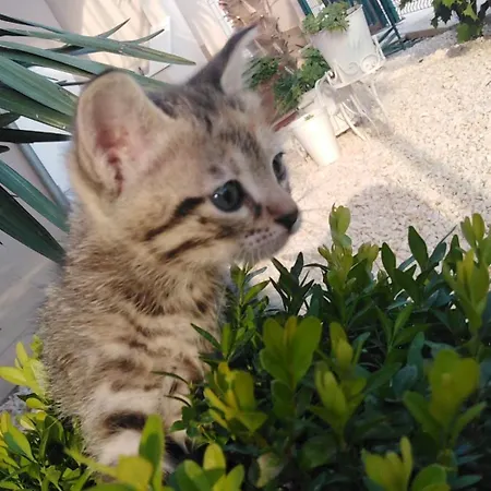 Anita Frane * Vodice