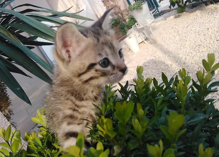 Anita Frane * Vodice